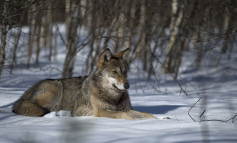 Il WWF alla Giunta regionale d’ Abruzzo: difendete la storia della nostra regione