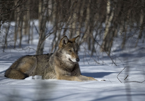 Il WWF alla Giunta regionale d’ Abruzzo: difendete la storia della nostra regione